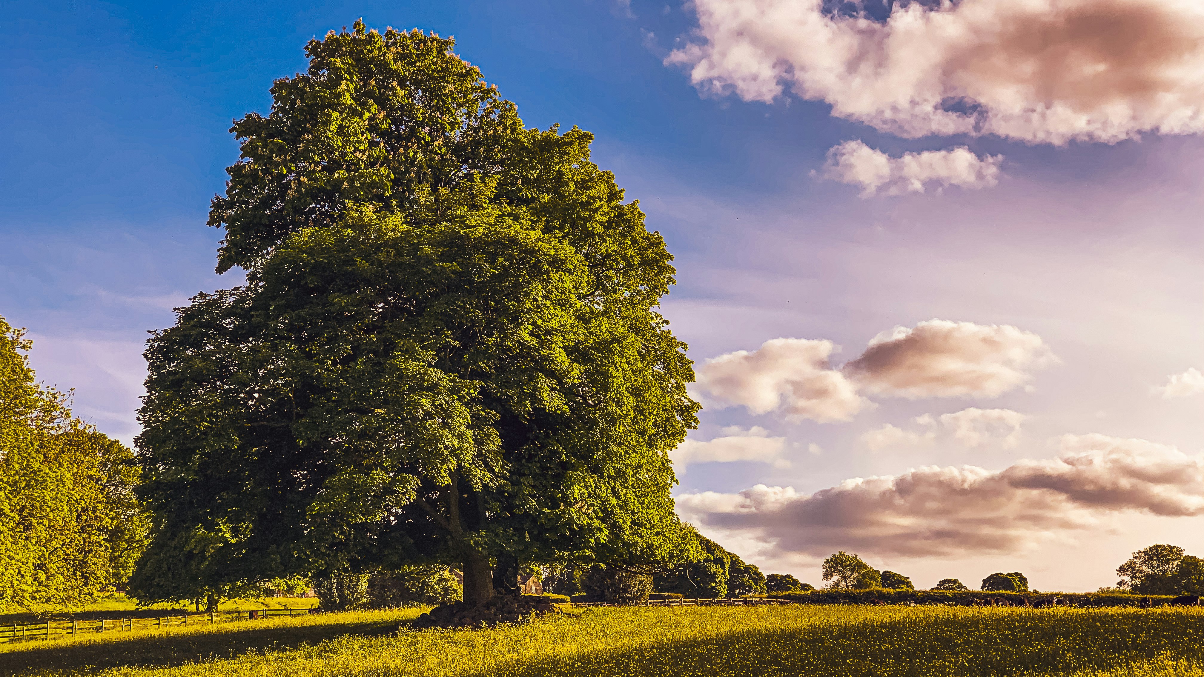 green tree on green grass field under blue sky during daytime